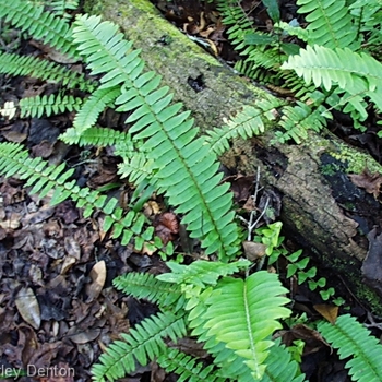 Nephrolepis exaltata
