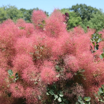 Cotinus coggygria 'COTSIDH5' PP20,336