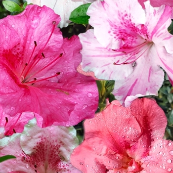 Rhododendron Robin Hill Hybrid 'Conversation Piece' 