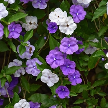 Brunfelsia grandiflora