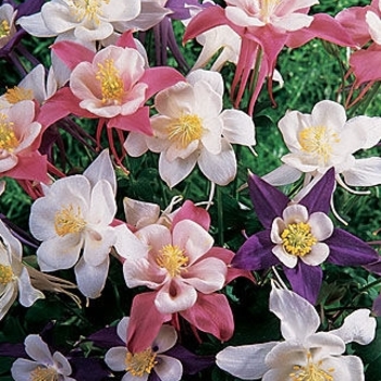 Aquilegia caerulea 'Songbird Mix' 