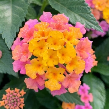 Lantana camara