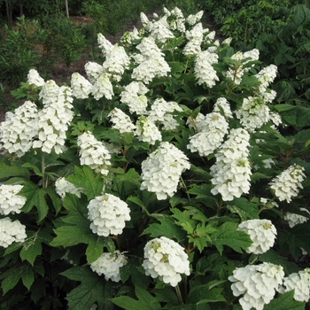 Hydrangea quercifolia 'Pee Wee' 