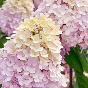 Hydrangea paniculata 'Bokrathirteen' PP21778