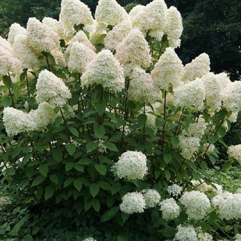 Hydrangea paniculata 'Phantom' 