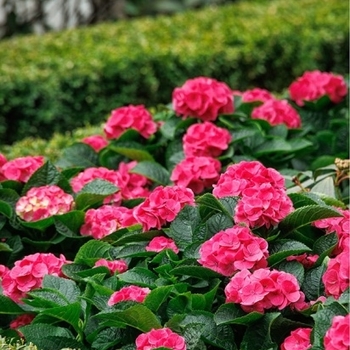Hydrangea macrophylla 'Grateful Red®' McKRed