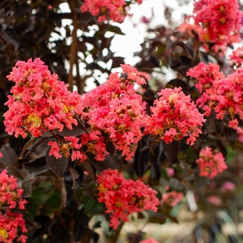 Lagerstroemia 'JM5' PPAF