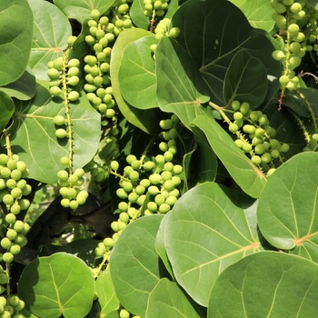 Coccoloba uvifera