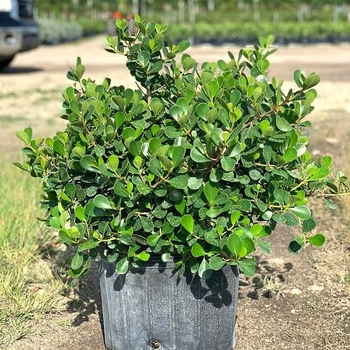 Clusia rosea 'Nana' 