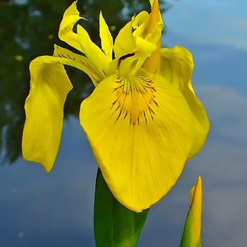 Iris pseudacorus 'Variegata' 