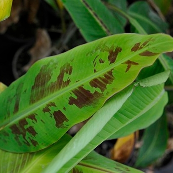 Musa acuminata 'Gran Nain' 
