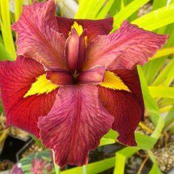 Codiaeum variegatum 'Magnificent' 