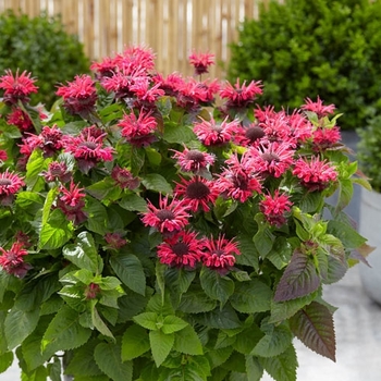 Monarda 'Bee-Happy' PP30,229