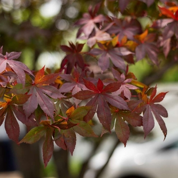 Acer palmatum 'JWW7' PP30091