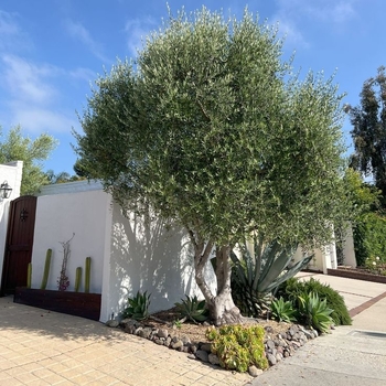 Olea europaea 'Dwarf Olive' 