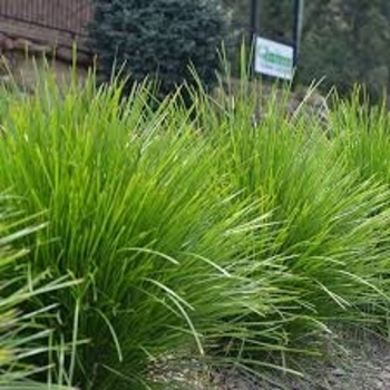 Lomandra longifolia 'Katrinus Deluxe' PP19262