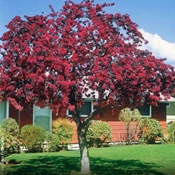 Malus 'Prairie Maid' 