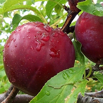 Prunus salicina 'Bruce' 