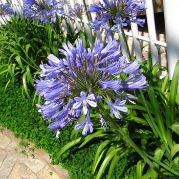 Agapanthus africanus 'Blue' 
