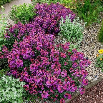 Erysimum cheiri 'Constant Cheer' 