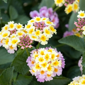Lantana camara 'Mary Ann' 