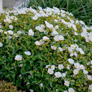 Cistus x corbariensis