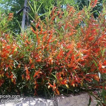 Lobelia laxiflora
