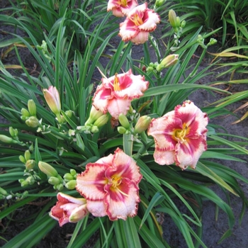Hemerocallis 'Lies and Lipstick' 