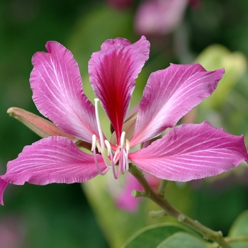 Bauhinia x blakeana