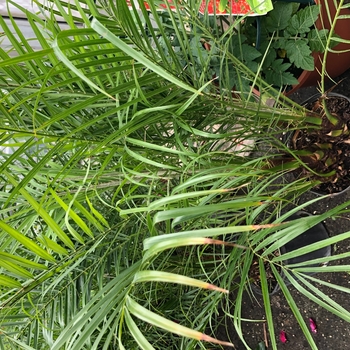 Dypsis lutescens