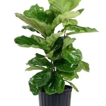 Ficus lyrata