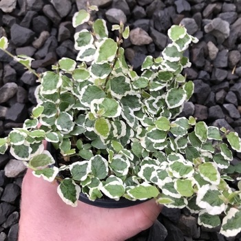 Ficus pumila 'Variegata' 