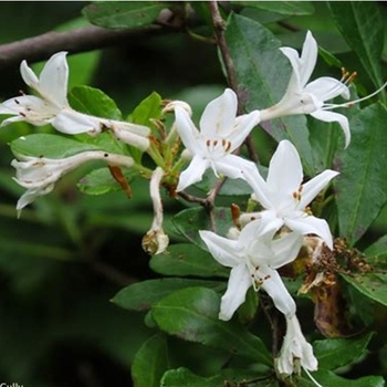 Rhododendron viscosum