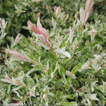 Salix integra 'Hakuro-Nishiki' 