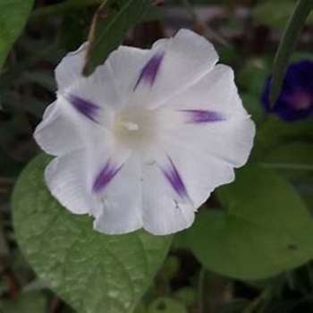 Ipomoea purpurea 'Milky Way' 