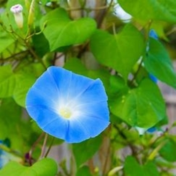 Ipomoea tricolor 'Heavenly Blue' 