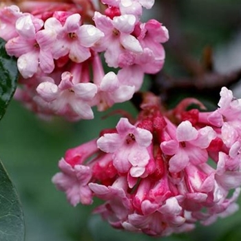 Viburnum x bodnantense 'Pink Dawn' 