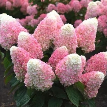 Hydrangea paniculata 'Bokropiav' PPAF