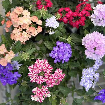 Verbena 