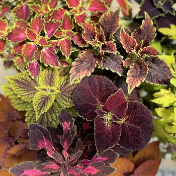 Coleus scutellarioides ColorBlaze® Mix