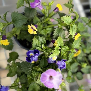 Torenia 