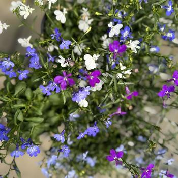 Lobelia erinus
