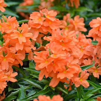 Crossandra infundibuliformis