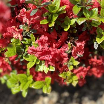 Rhododendron Gable hybrid 'Stewartstonian' 