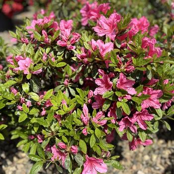 Rhododendron Kurume hybrid 'Tradition' 