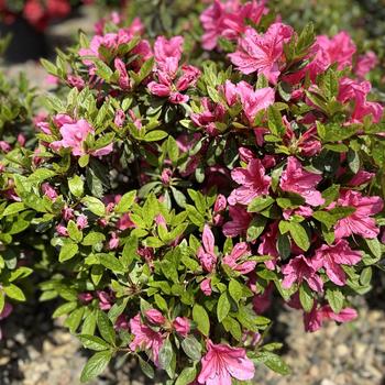 Rhododendron Kurume hybrid 'Tradition' (300298)