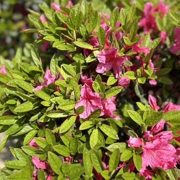 Rhododendron Kurume hybrid 'Tradition' (300299)