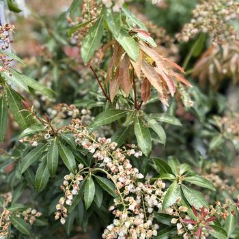 Pieris japonica 'Dorothy Wycoff' (300300)