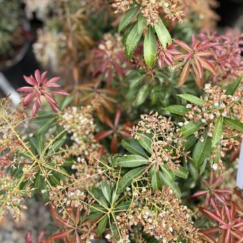 Pieris japonica 'Dorothy Wycoff' 