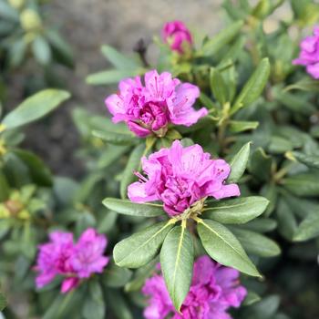 Rhododendron catawbiense 'Roseum Elegans' (300302)